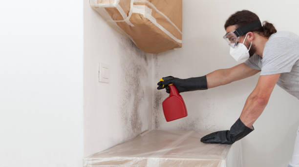 Professional Black Mold Removal technician working in Wallington, NJ