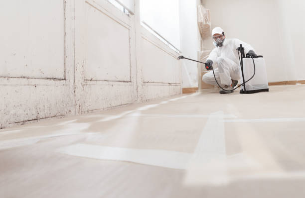 24/7 Emergency Black Mold Removal experts in Wallington, NJ