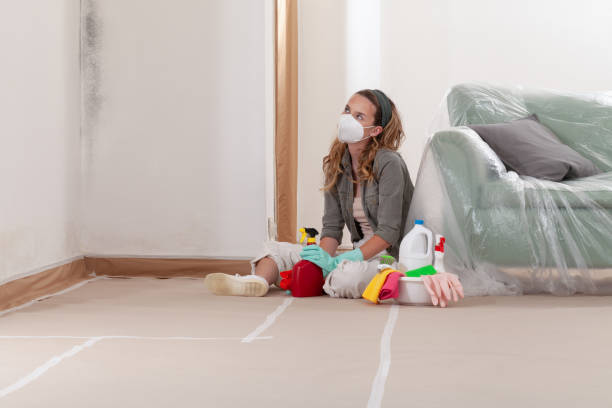 Trusted Black Mold Removal service in Wallington, NJ - Cheap Mold Removal