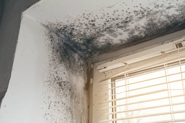 Affordable Basement Mold Removal solutions in Wallington, NJ