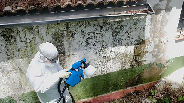 Top rated local Basement Mold Removal specialists in Wallington, NJ
